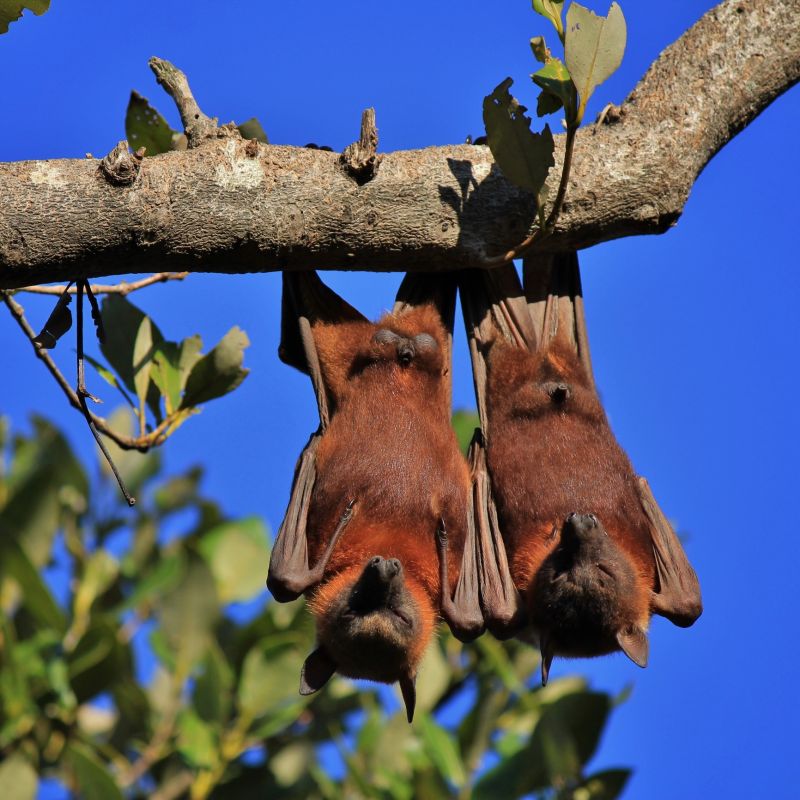 Common Bird And Bat Infestations Found In Buildings
