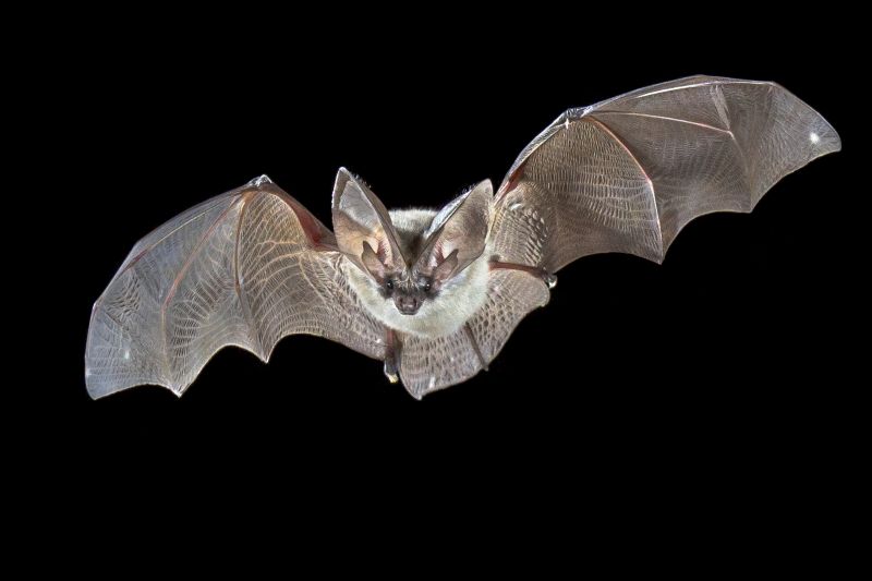 Common Bird And Bat Problems In Warehouses, Factories, And Plants
