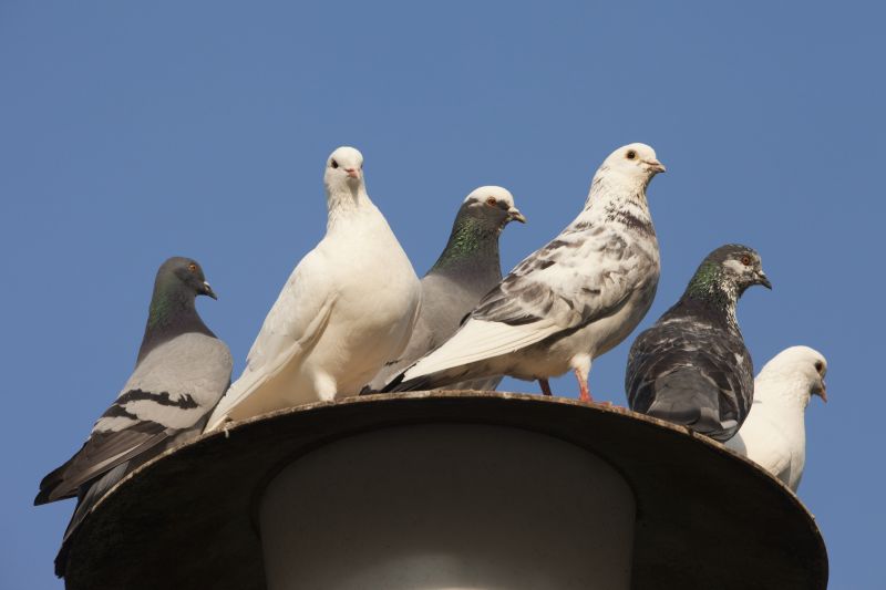 Pigeon Extermination