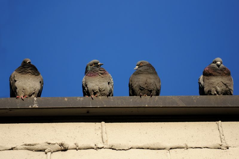 Pigeon Extermination