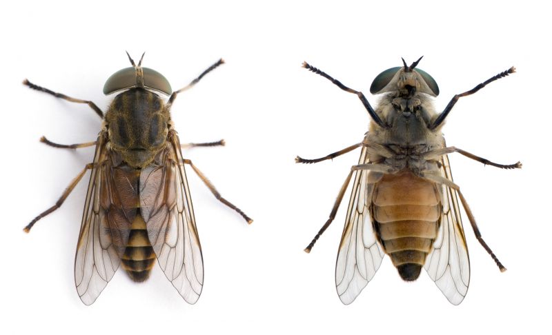 Fly Pest Control in Fort Worth, TX