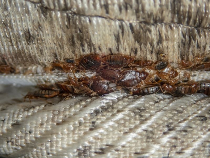 Bed Bug Clusters