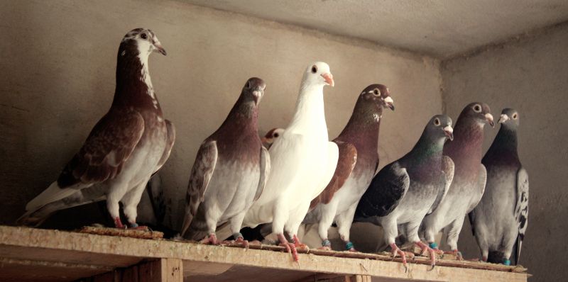 Pigeon Extermination