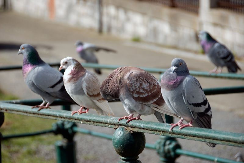 Pigeon Extermination