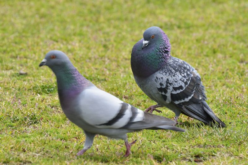 Pigeon Extermination