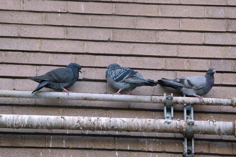 Pigeon Extermination