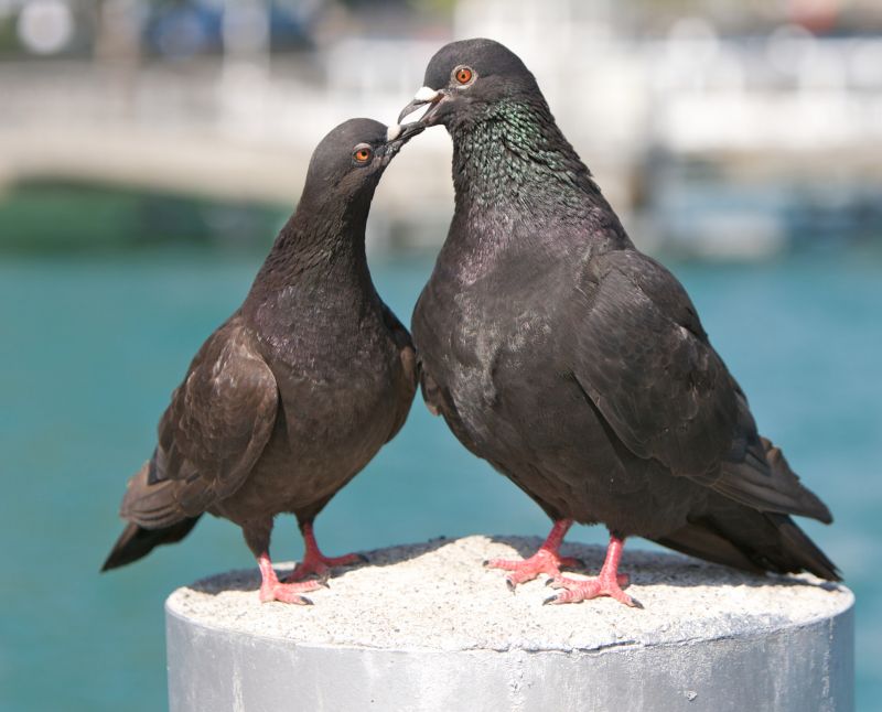 Pigeon Extermination