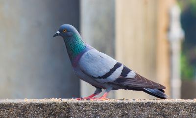 Urban Pigeon Control
