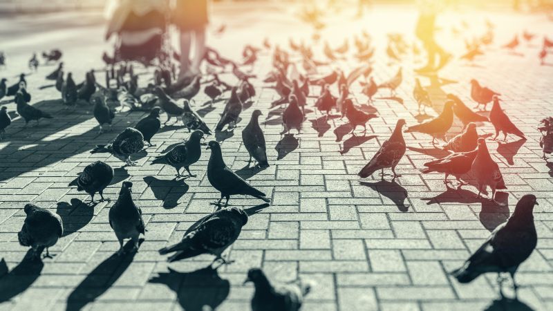 Urban Pigeon Sightings