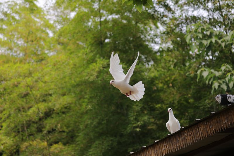 Products For Pigeon Exterminations in use