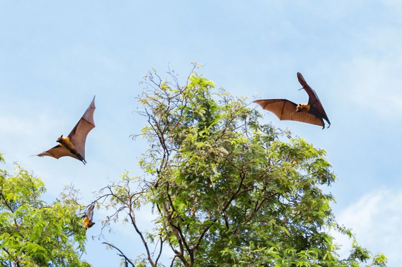Signs Your Property Needs Bird Or Bat Pest Control Services